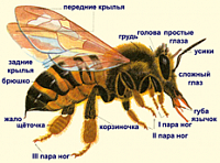 Общее строение тела пчелы