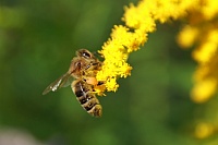 Обработка бипином пчел : плюсы и минусы 